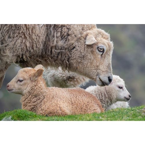 Great Britain-Shetland-Fair Isle Shetland sheep-ewe with lamb